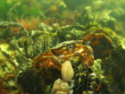 Common, carcinus maenas by Eduard Bello 